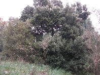 Bosco_dello_Scacchiere - 20110120 110.jpg